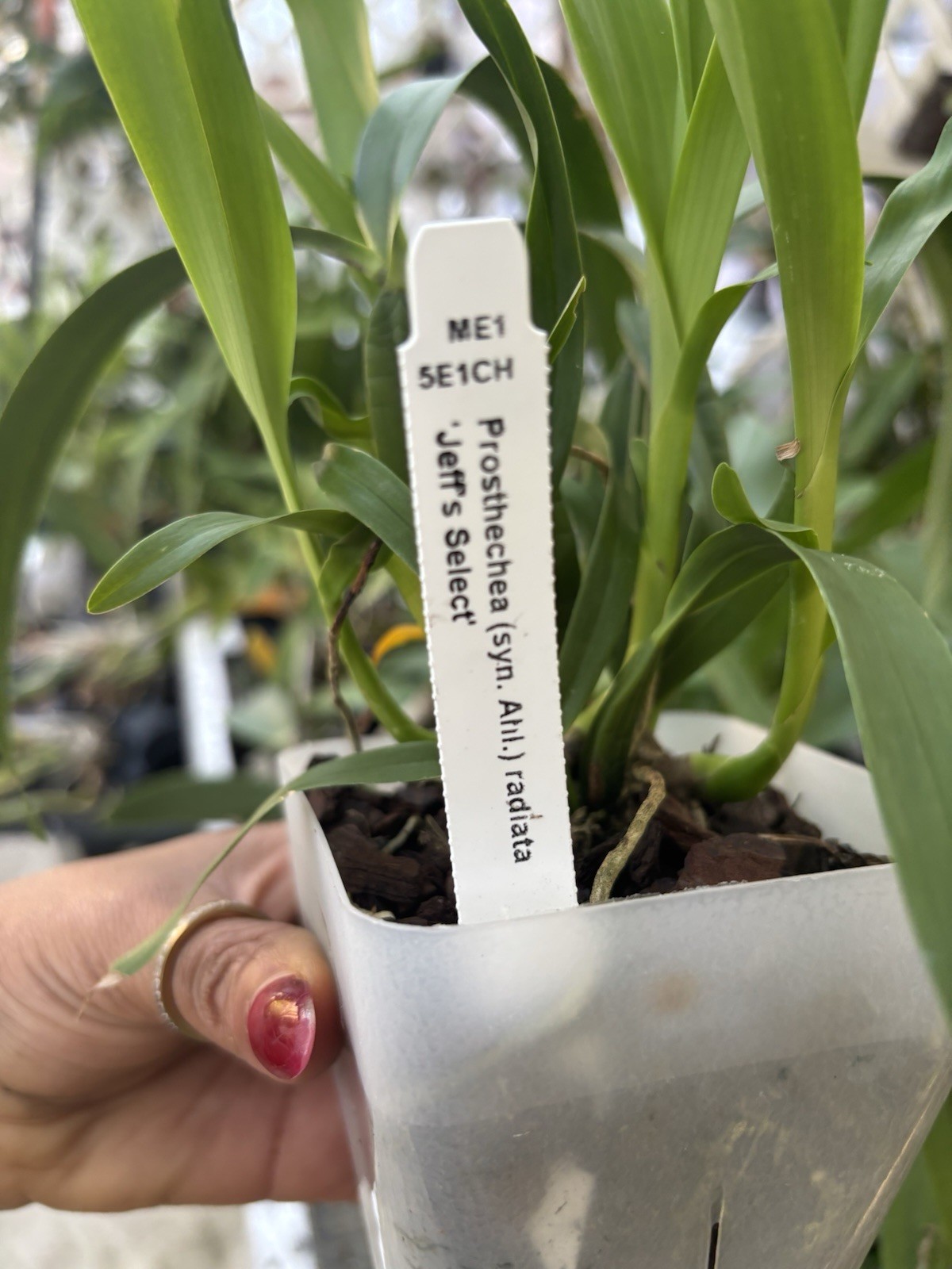 Prosthechea radiata Orchid Live Potted Plant, Flowering, Medium Sun
