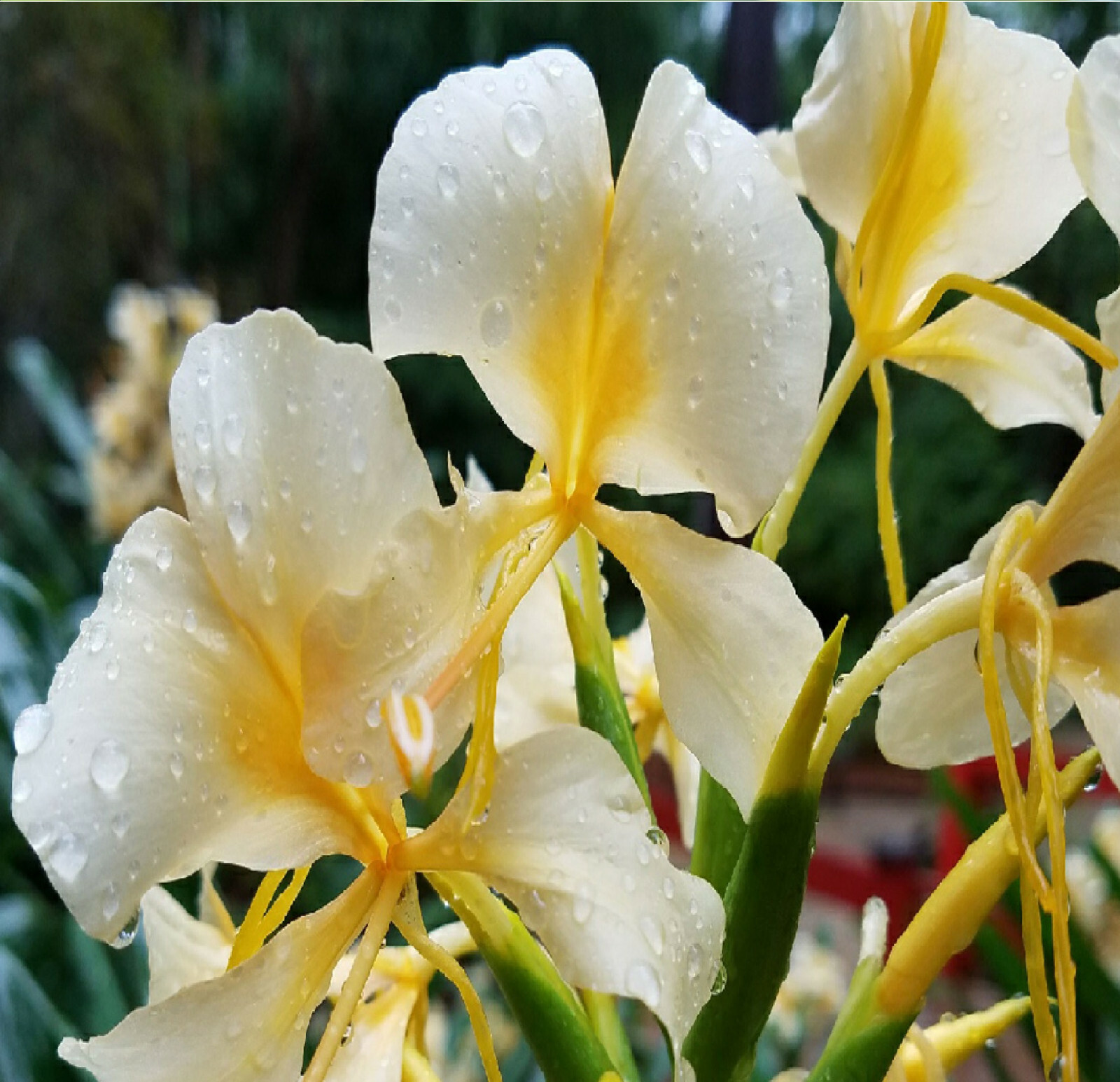 2 HAWAIIAN WHITE GINGER ROOTS – Easy to Grow – Blooms Very Fragrant