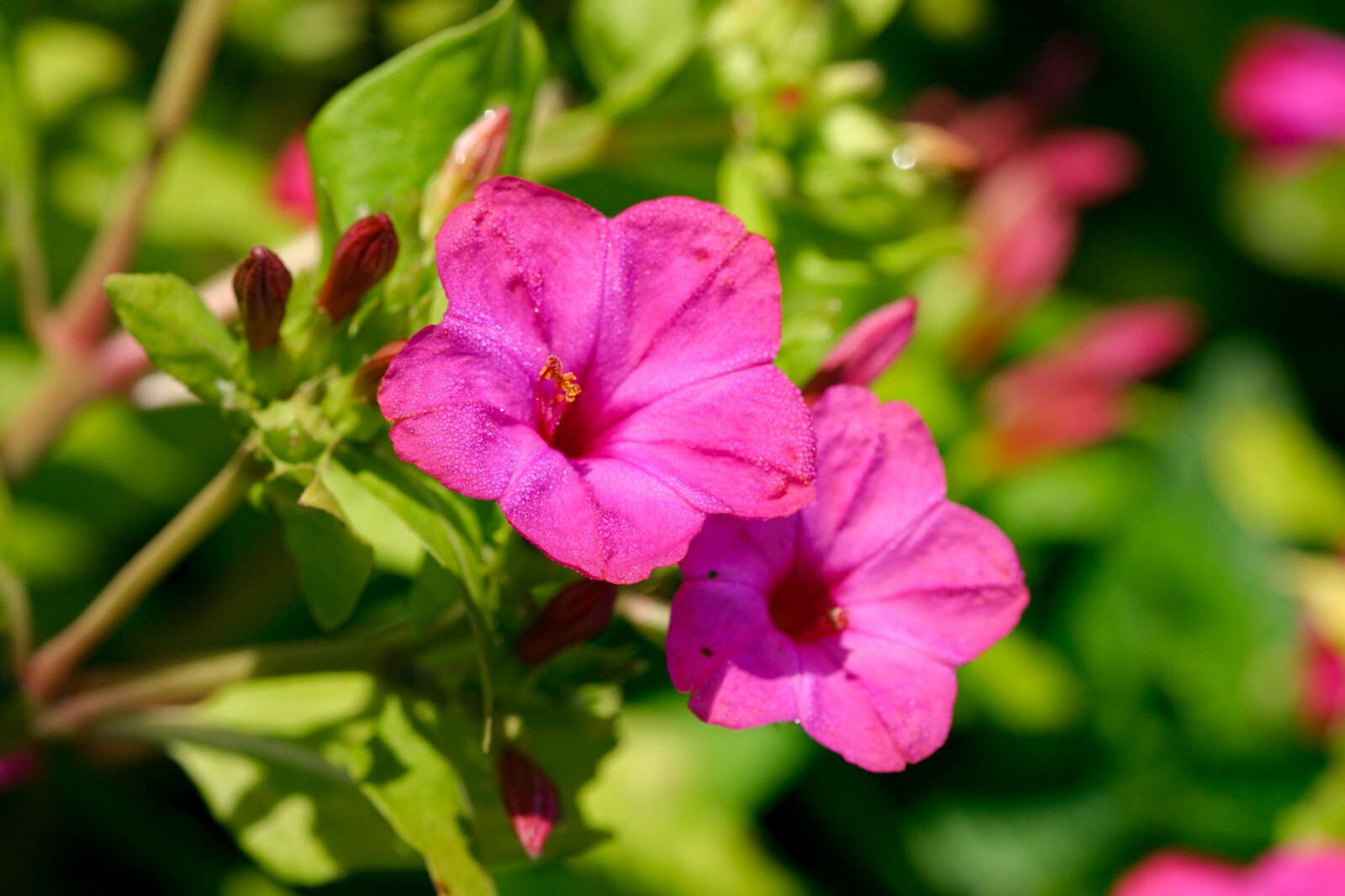 25+ PINK FOUR O’CLOCK SEEDS FRESH FOR YOUR FLOWER GARDENS