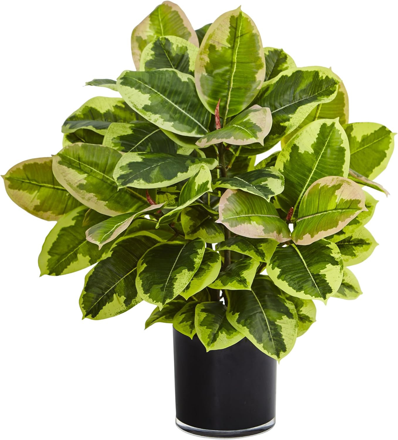 Real Touch Artificial Rubber Plant in Stylish Glossy Cylinder Pot
