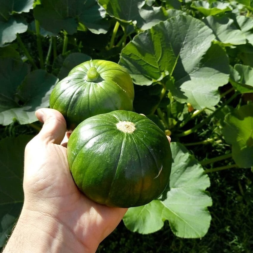 Heirloom Squash Zapallito de Tronco Cucurbita maxima var. zapallito – 10 Seeds